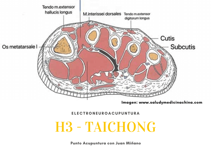 h3-taichong-rama-medial-nervio-peroneo-profundo